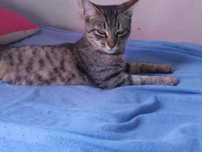 Gato ra a Vira lata idade 2 a 6 meses nome  Thalita