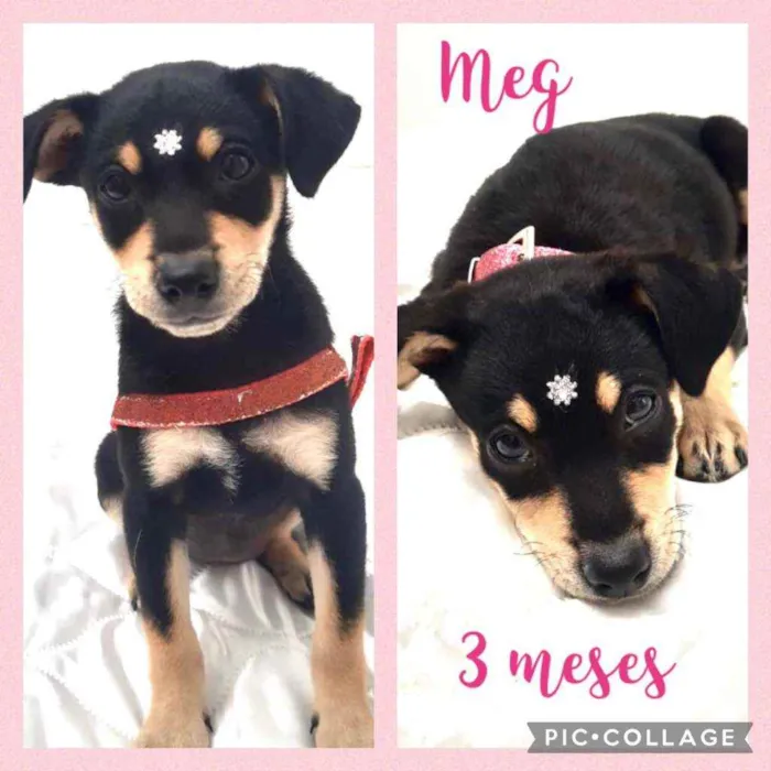 Cachorro raça SRD  idade 2 a 6 meses nome Meg 