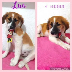 Cachorro raça SRD  idade 2 a 6 meses nome Lua 