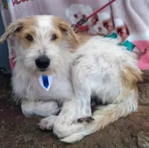 Cachorro raça SRD  idade 3 anos nome Joca 
