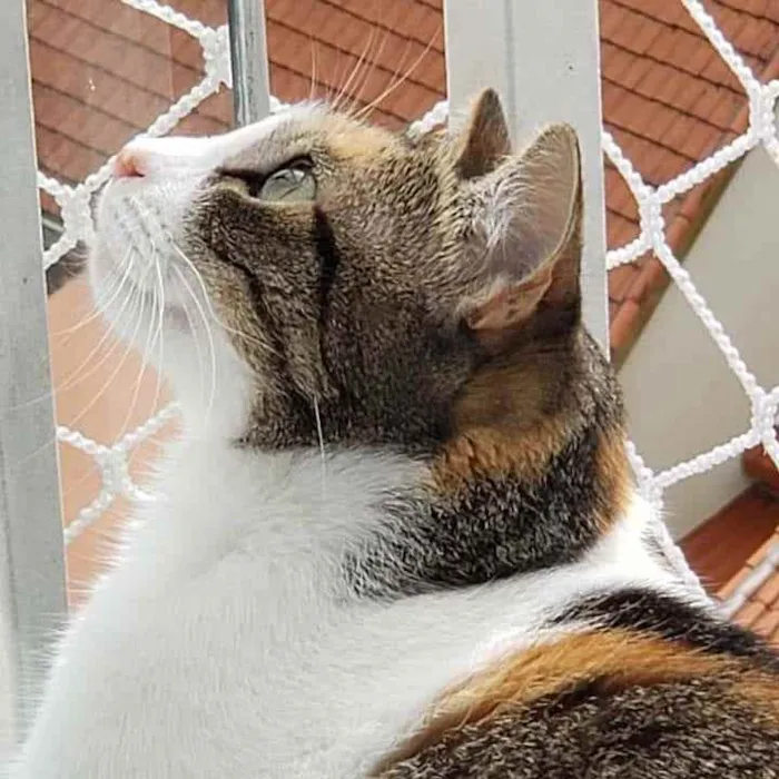 Gato raça Srd idade 2 anos nome Mimi