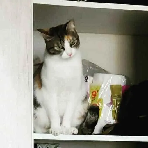 Gato ra a Srd idade 2 anos nome Mimi