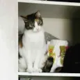 Mimi