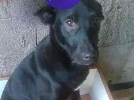 Cachorro ra a SRD-ViraLata idade 2 a 6 meses nome Blaide