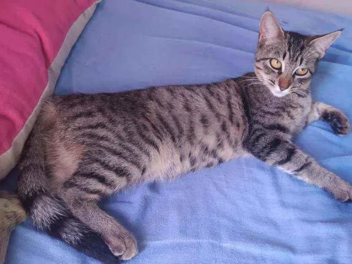 Gato ra a Vira lata idade 2 a 6 meses nome  Thalita