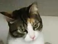Gato raça Srd idade 2 anos nome Mimi