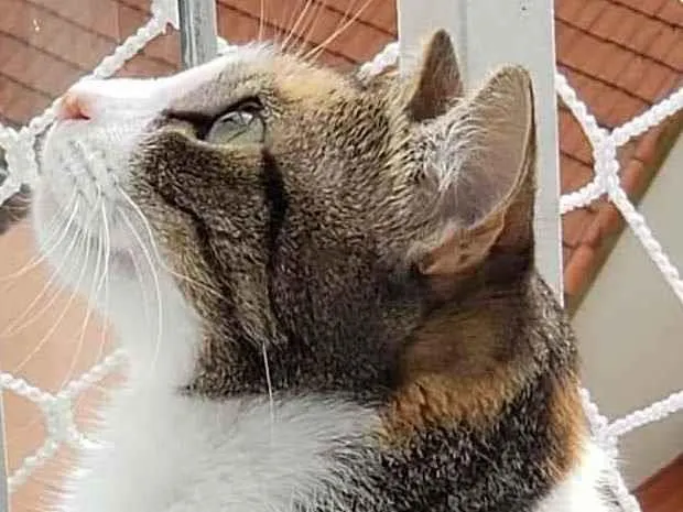 Gato ra a Srd idade 2 anos nome Mimi