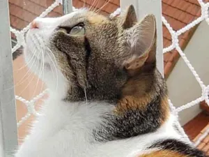 Gato raça Srd idade 2 anos nome Mimi