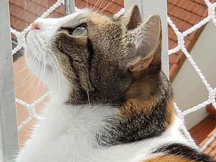 Gato ra a Srd idade 2 anos nome Mimi
