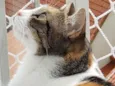 Mimi