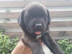Cachorro raça Sem Raça Definida idade Abaixo de 2 meses nome Sem nome