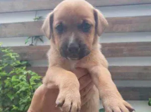 Cachorro raça Sem Raça Definida idade Abaixo de 2 meses nome Sem nome