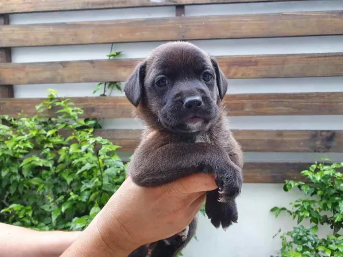 Cachorro raça Sem Raça Definida idade Abaixo de 2 meses nome Sem nome