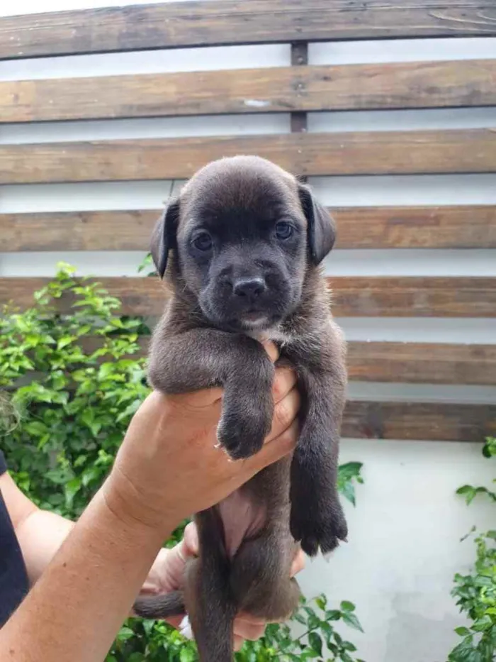 Cachorro raça Sem Raça Definida idade Abaixo de 2 meses nome Sem nome