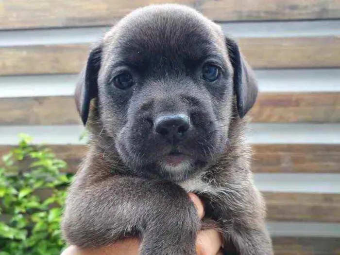 Cachorro raça Sem Raça Definida idade Abaixo de 2 meses nome Sem nome