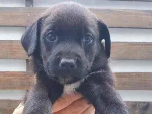 Cachorro raça Sem Raça Definida idade Abaixo de 2 meses nome Sem nome