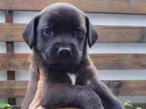 Cachorro raça Sem Raça Definida idade Abaixo de 2 meses nome Sem nome