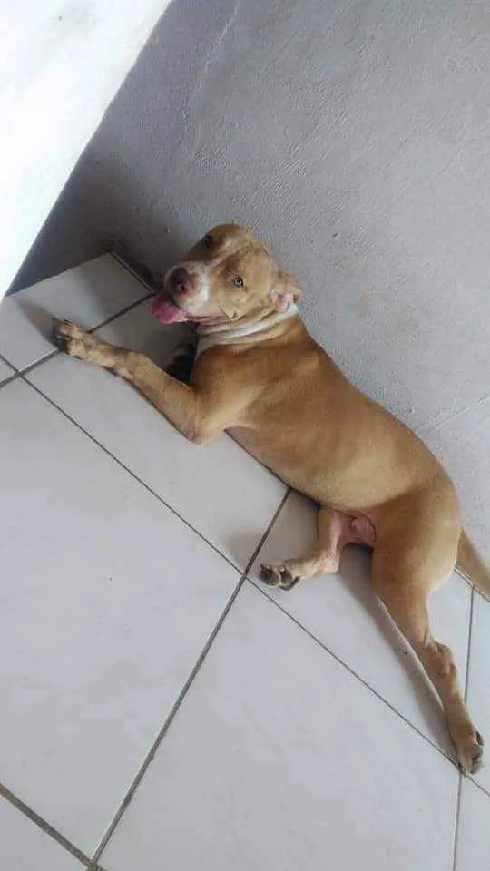 Cachorro ra a Pitebu  idade 1 ano nome Thor 