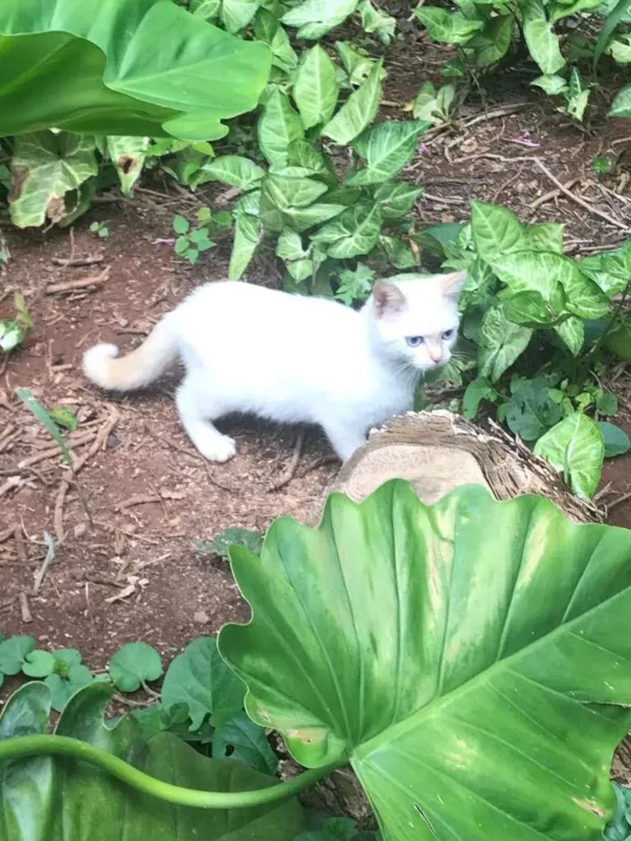 Gato ra a  idade 2 a 6 meses nome Branco/a olhos azuis