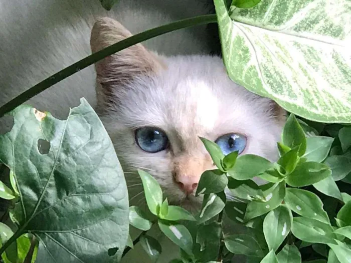 Gato ra a  idade 2 a 6 meses nome Branco/a olhos azuis