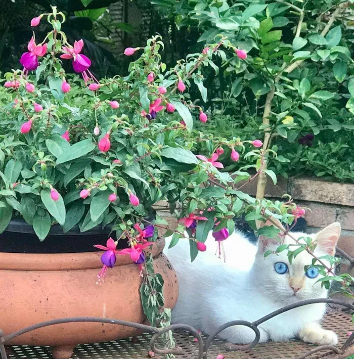 Gato ra a  idade 2 a 6 meses nome Branco/a olhos azuis