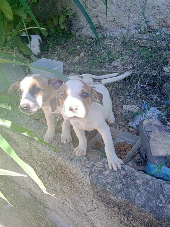 Cachorro ra a SRD idade 2 a 6 meses nome Filhotes 