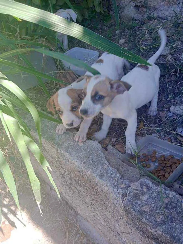 Cachorro ra a SRD idade 2 a 6 meses nome Filhotes 