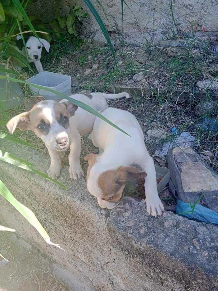 Cachorro ra a SRD idade 2 a 6 meses nome Filhotes 