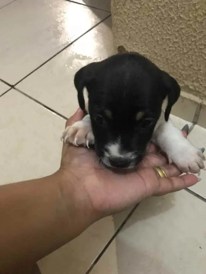 Cachorro ra a Sem raça definida  idade Abaixo de 2 meses nome Sem nome