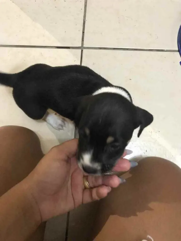Cachorro ra a Sem raça definida  idade Abaixo de 2 meses nome Sem nome
