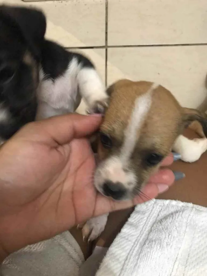 Cachorro ra a Sem raça definida  idade Abaixo de 2 meses nome Sem nome