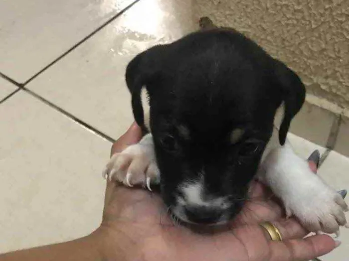 Cachorro ra a Sem raça definida  idade Abaixo de 2 meses nome Sem nome