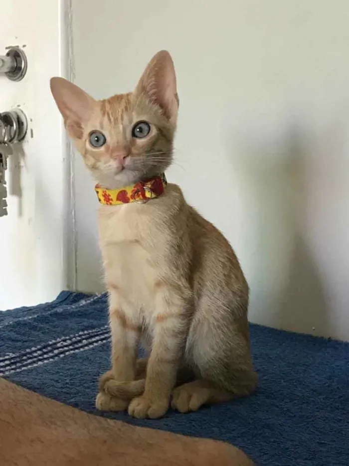 Gato ra a SRD idade 2 a 6 meses nome Dorflex