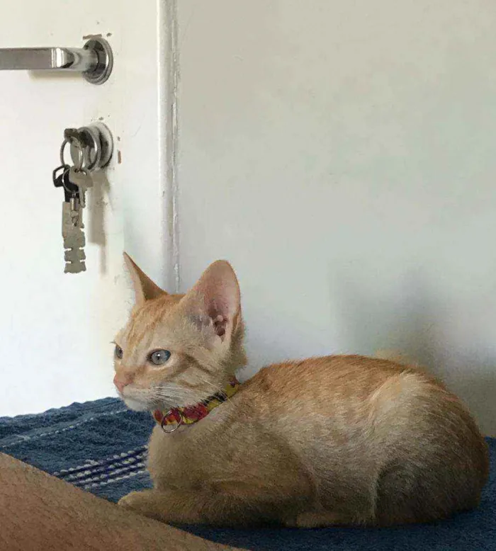Gato ra a SRD idade 2 a 6 meses nome Dorflex