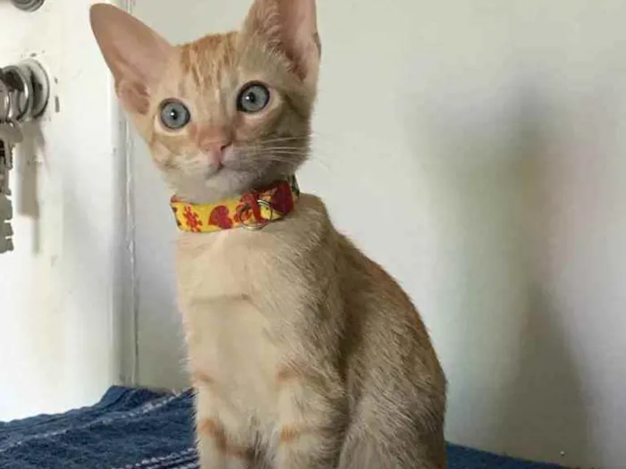Gato ra a SRD idade 2 a 6 meses nome Dorflex