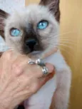 Gato raça Siamesa  idade 2 a 6 meses nome Maya Linda bebê 
