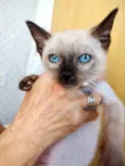 Gato raça Siamesa  idade 2 a 6 meses nome Maya Linda bebê 