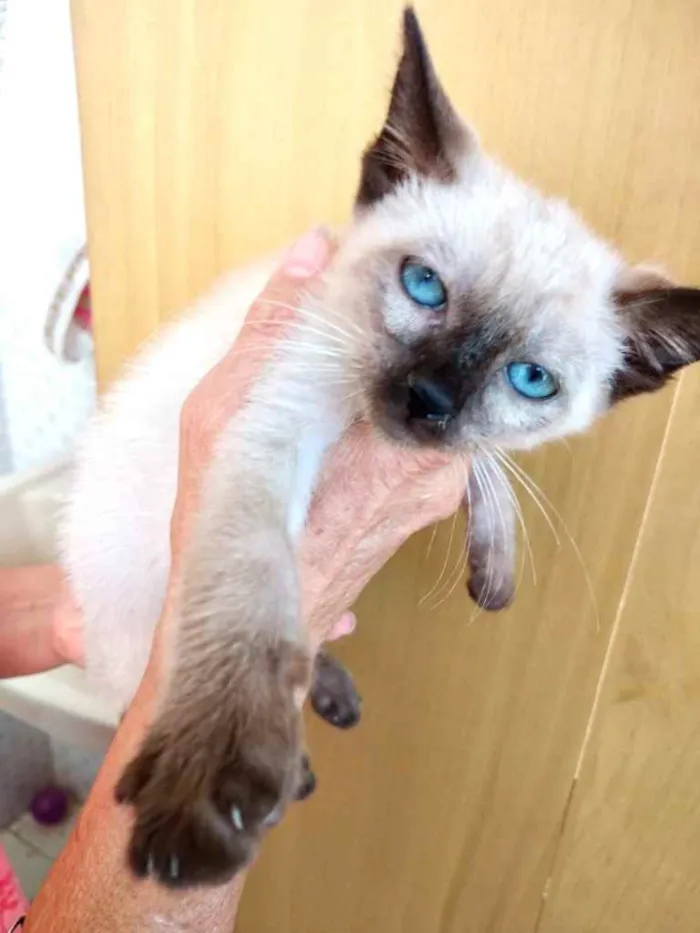 Gato raça Siamesa  idade 2 a 6 meses nome Maya Linda bebê 