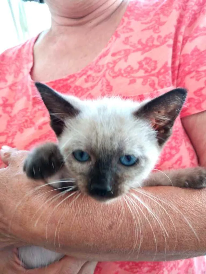 Gato raça Siamesa  idade 2 a 6 meses nome Maya Linda bebê 