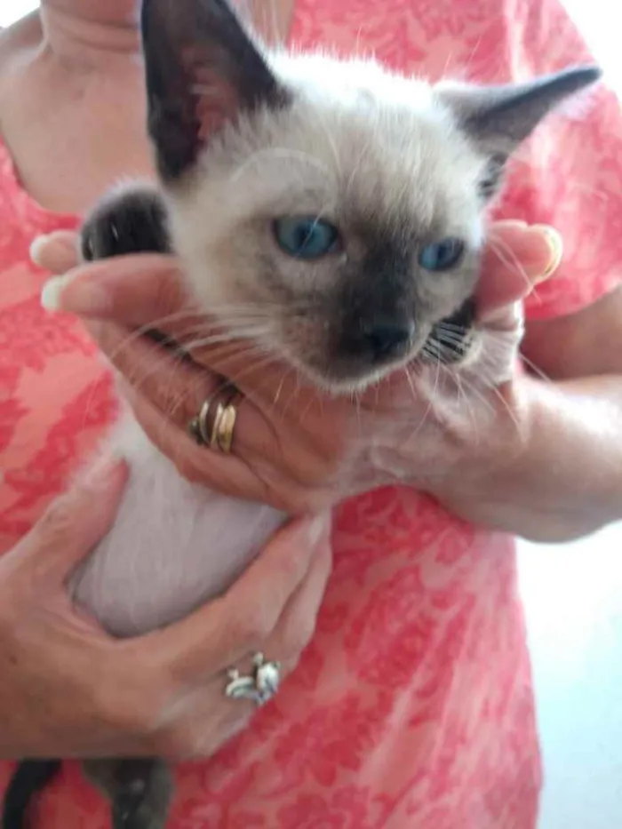 Gato raça Siamesa  idade 2 a 6 meses nome Maya Linda bebê 