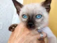 Gato raça Siamesa  idade 2 a 6 meses nome Maya Linda bebê 