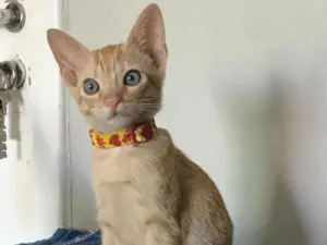 Gato raça SRD idade 2 a 6 meses nome Dorflex