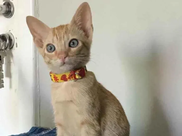 Gato ra a SRD idade 2 a 6 meses nome Dorflex