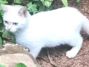 Gato raça  idade 2 a 6 meses nome Branco/a olhos azuis