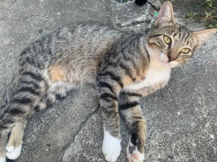 Gato raça sem raça  idade 2 a 6 meses nome sem nome