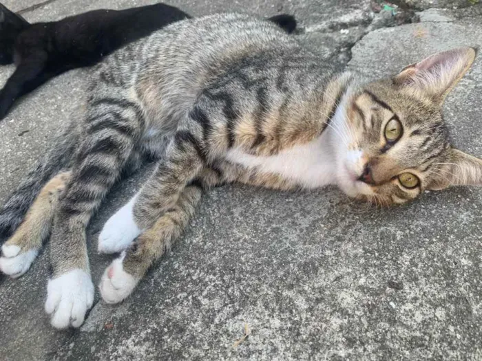 Gato raça sem raça  idade 2 a 6 meses nome sem nome