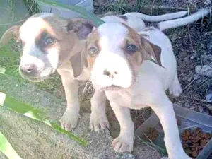 Cachorro raça SRD idade 2 a 6 meses nome Filhotes 