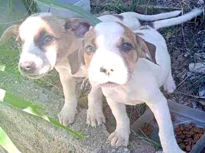 Cachorro ra a SRD idade 2 a 6 meses nome Filhotes 