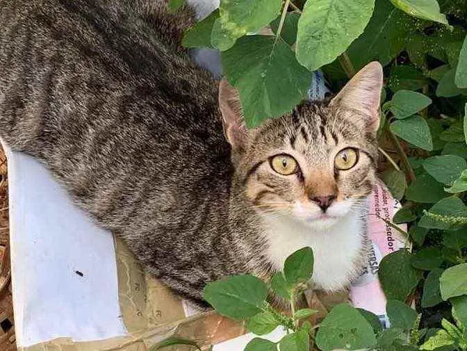 Gato raça sem raça  idade 2 a 6 meses nome sem nome