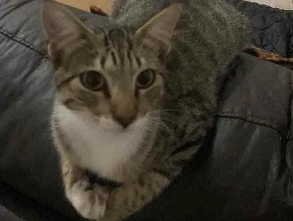 Gato raça sem raça  idade 2 a 6 meses nome sem nome
